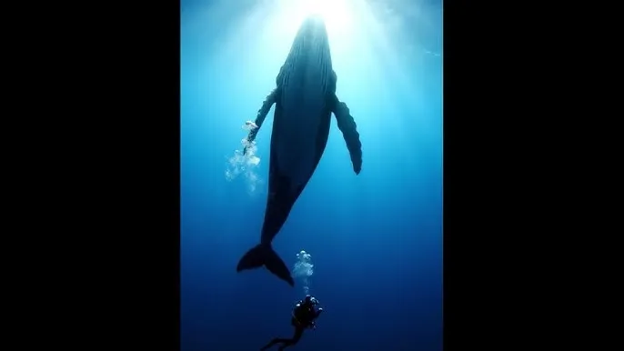湿身代言 - 深蓝星球：探索海洋深处的未知世界